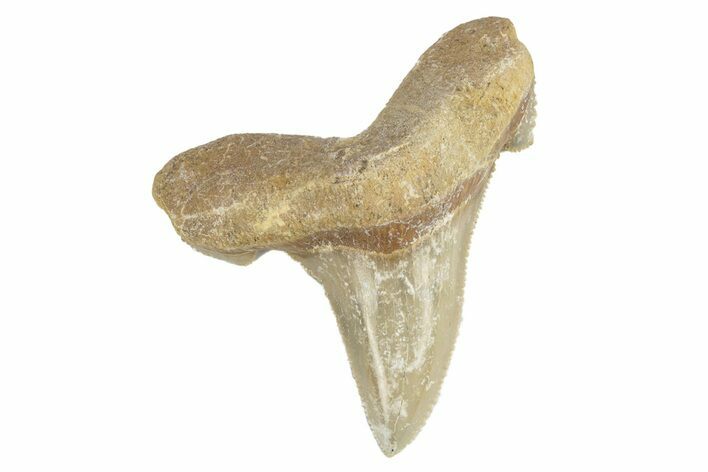 Serrated Sokolovi (Auriculatus) Shark Tooth - Dakhla, Morocco #249412